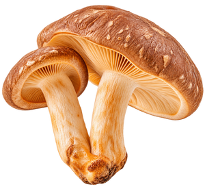 Cordyceps